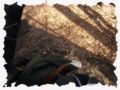 2006.03.19_larp_ostara_ii_002.jpg